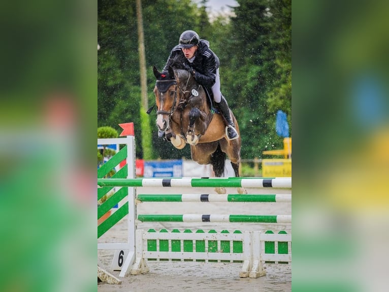 Westphalian Gelding 6 years 16,1 hh Brown in Sangerhausen