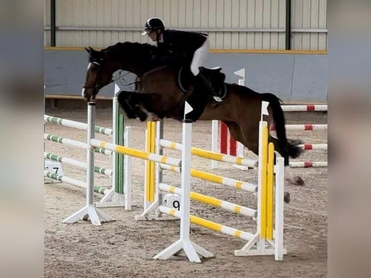 Westphalian Gelding 6 years 16,1 hh Brown in Sangerhausen