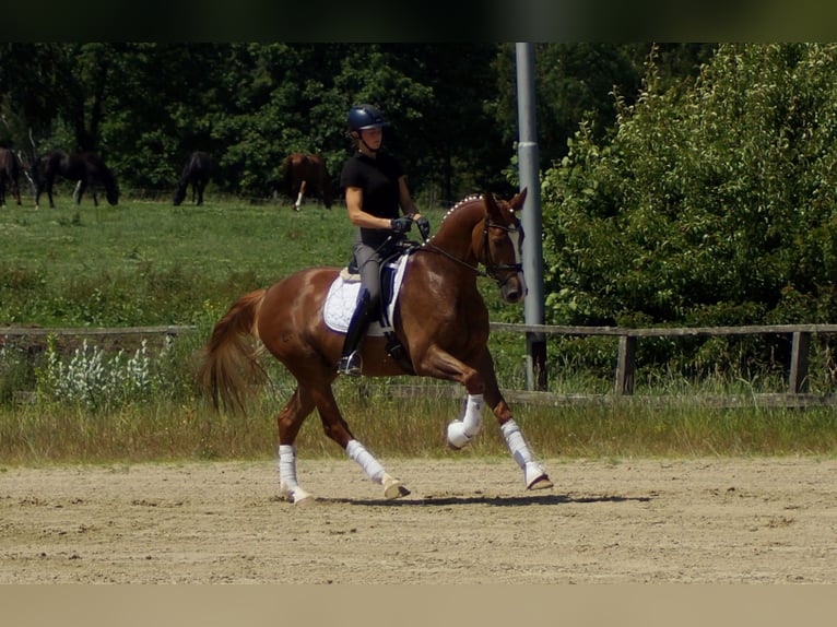 Westphalian Gelding 6 years 16.1 hh Chestnut-Red in Iserlohn