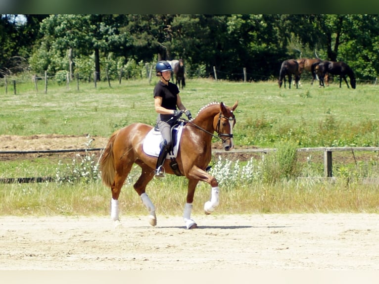 Westphalian Gelding 6 years 16.1 hh Chestnut-Red in Iserlohn