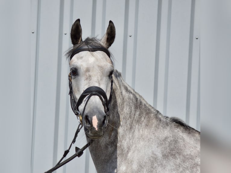 Westphalian Gelding 6 years 16,1 hh Gray-Dapple in Ebenweiler