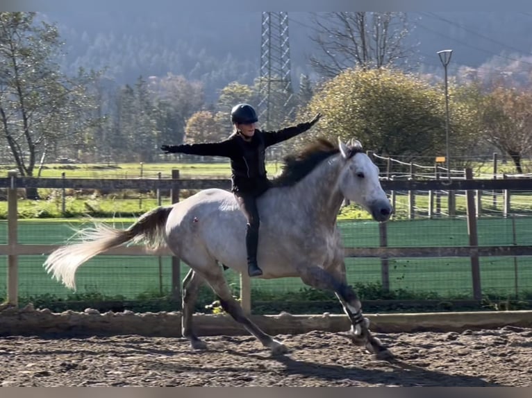 Westphalian Gelding 6 years 16,1 hh Gray in Schlins