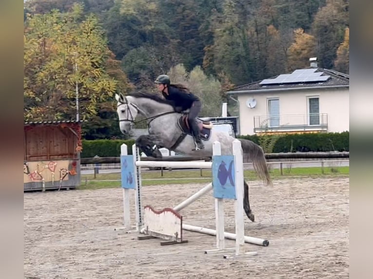 Westphalian Gelding 6 years 16,1 hh Gray in Schlins