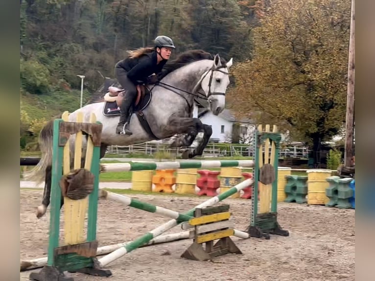 Westphalian Gelding 6 years 16,1 hh Gray in Schlins