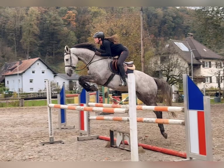 Westphalian Gelding 6 years 16,1 hh Gray in Schlins