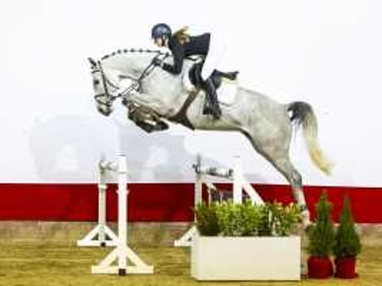 Westphalian Gelding 6 years 16,1 hh Gray in Waddinxveen