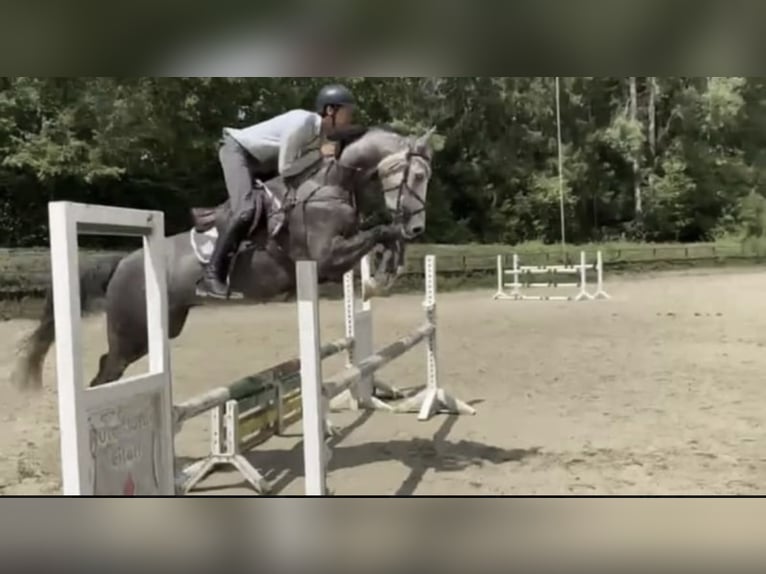 Westphalian Gelding 6 years 16.1 hh Grey in Windhagen