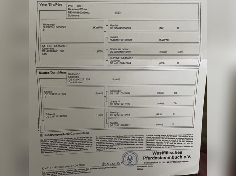 Westphalian Gelding 6 years 16.1 hh  in Windhagen