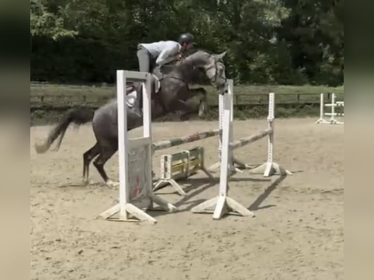 Westphalian Gelding 6 years 16.1 hh  in Windhagen