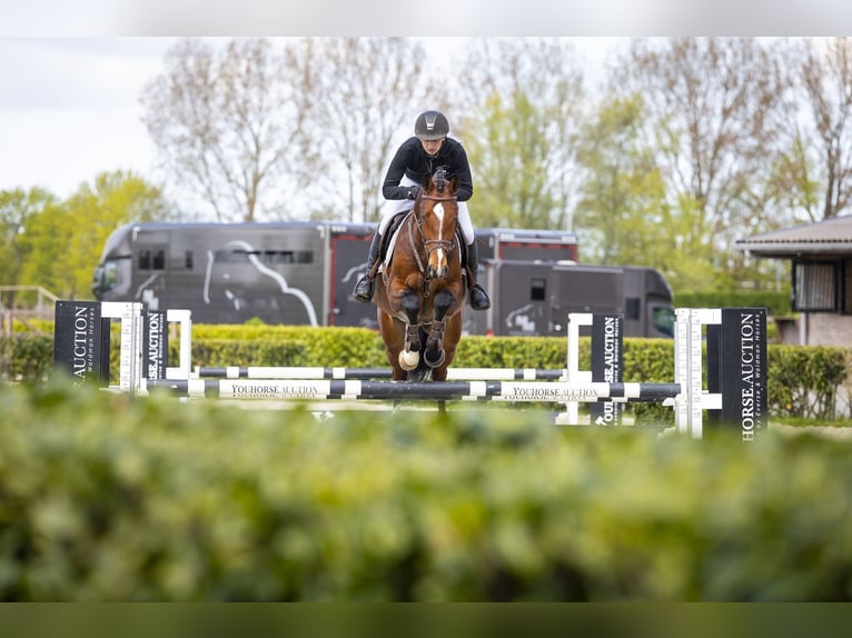 Westphalian Gelding 6 years 16.1 hh  in Waddinxveen