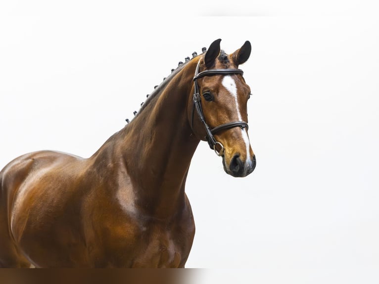 Westphalian Gelding 6 years 16.1 hh  in Waddinxveen