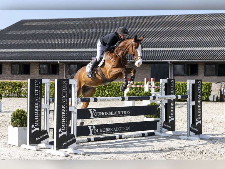 Westphalian Gelding 6 years 16.1 hh  in Waddinxveen