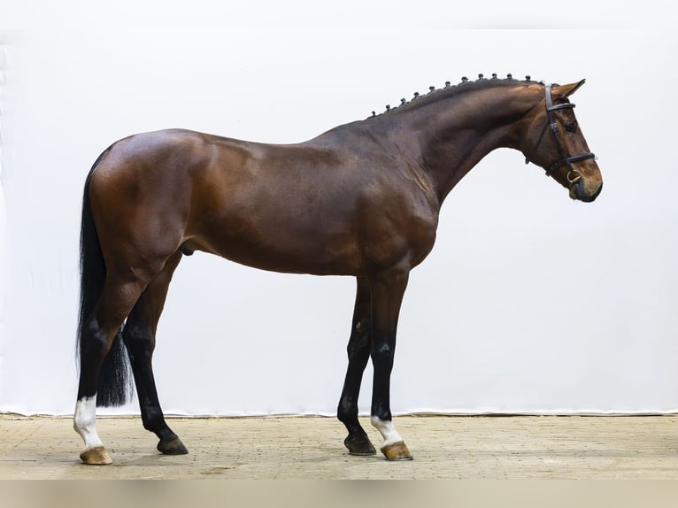 Westphalian Gelding 6 years 16.1 hh  in Waddinxveen