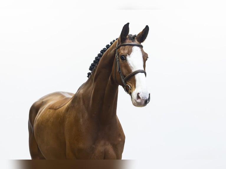 Westphalian Gelding 6 years 16.1 hh  in Waddinxveen