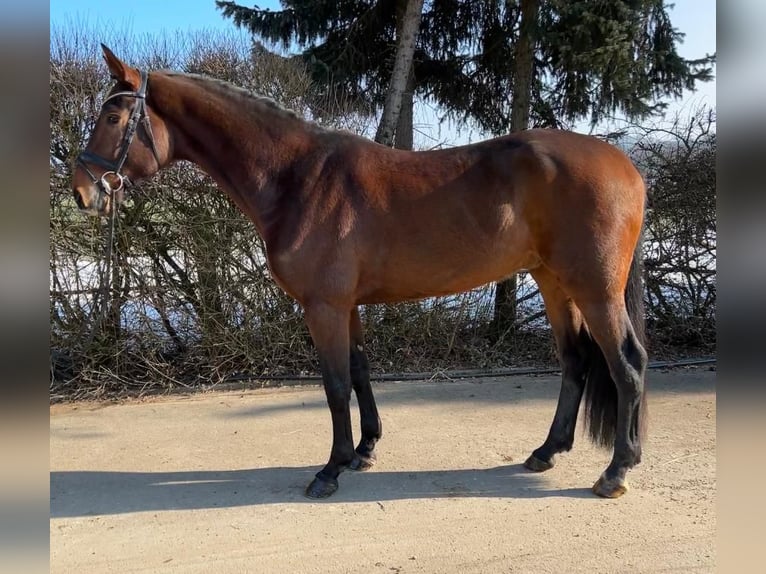 Westphalian Gelding 6 years 16,2 hh Bay-Dark in Mengen