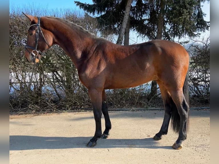 Westphalian Gelding 6 years 16,2 hh Bay-Dark in Mengen