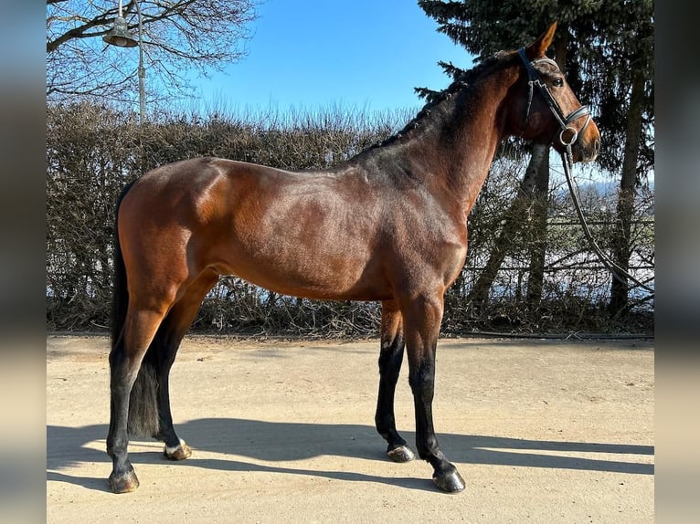 Westphalian Gelding 6 years 16,2 hh Bay-Dark in Mengen