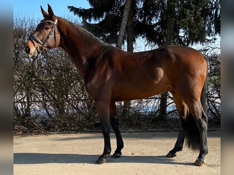 Westphalian Gelding 6 years 16,2 hh Bay-Dark in Mengen