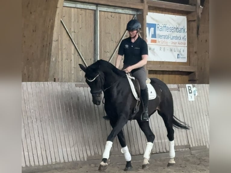 Westphalian Gelding 6 years 16.2 hh Black in Schenklengsfeld