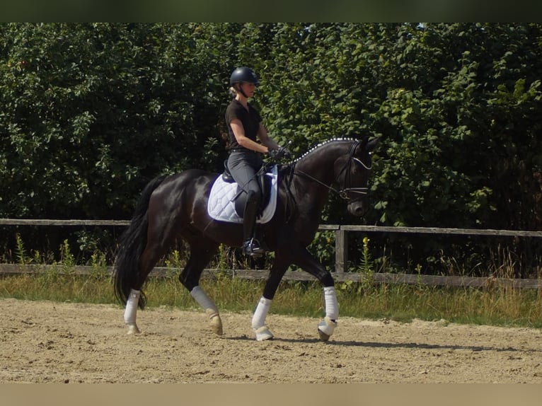 Westphalian Gelding 6 years 16.2 hh Black in Iserlohn