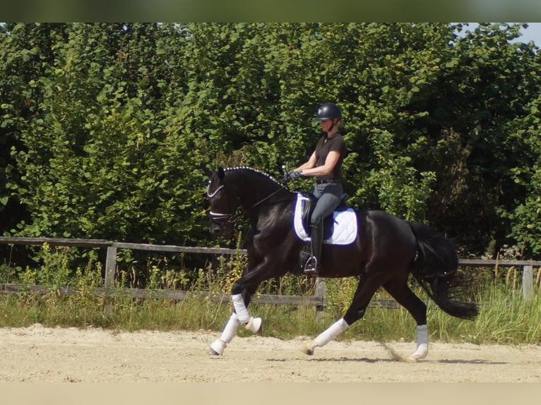 Westphalian Gelding 6 years 16.2 hh Black in Iserlohn