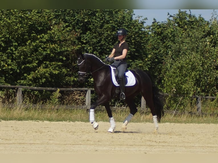 Westphalian Gelding 6 years 16.2 hh Black in Iserlohn
