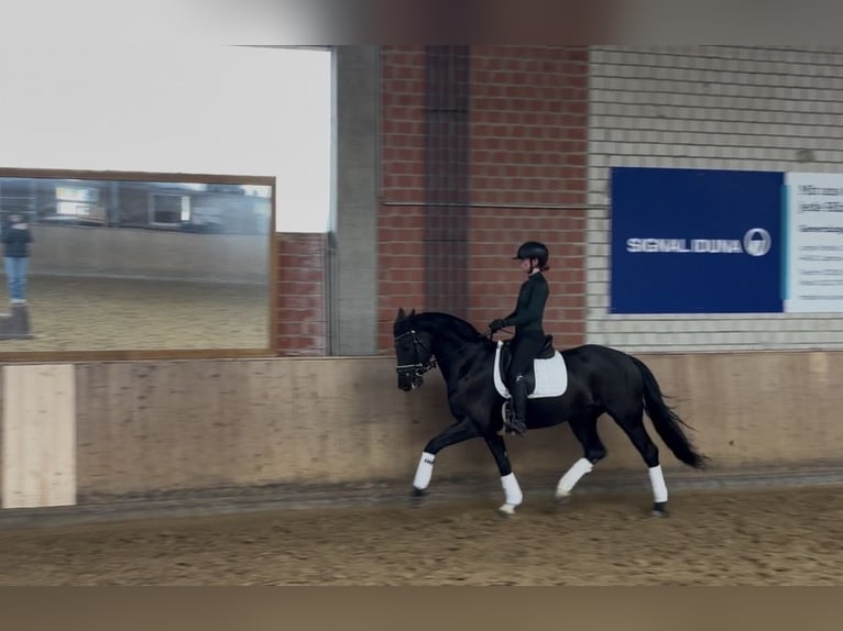 Westphalian Gelding 6 years 16.2 hh Black in Bochum