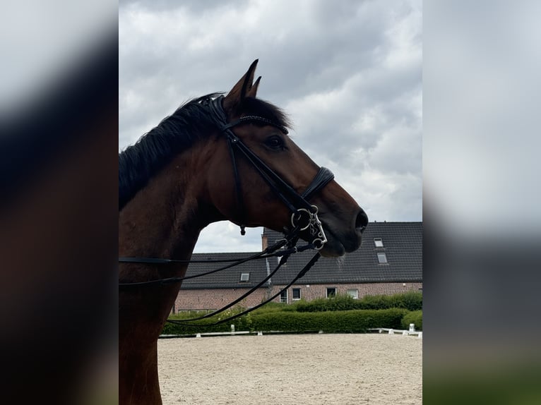 Westphalian, Gelding, 6 years, 16.2 hh, Brown