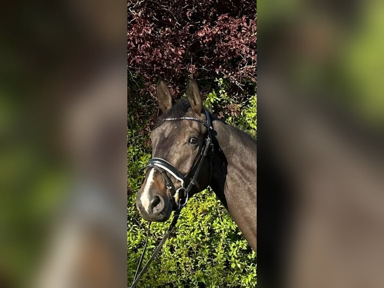 Westphalian Gelding 6 years 16,2 hh Brown in Kamen