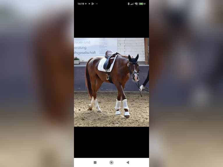 Westphalian Gelding 6 years 16,2 hh Chestnut in Essen