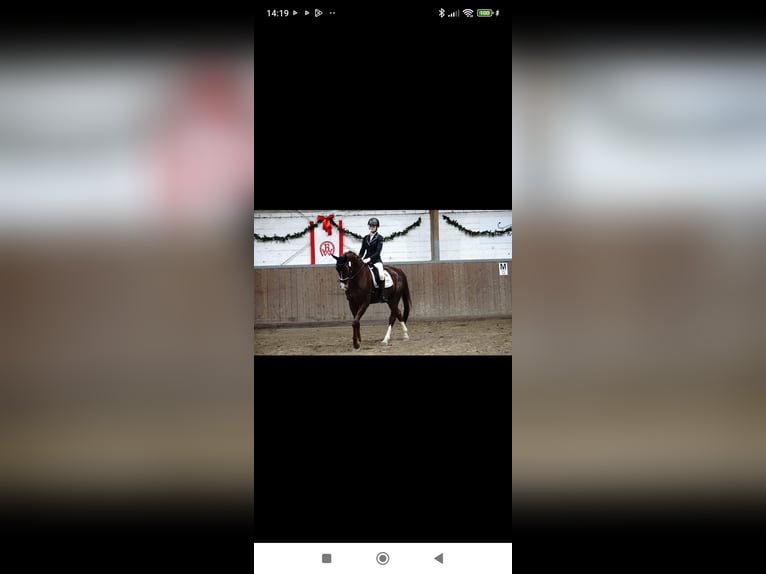 Westphalian Gelding 6 years 16,2 hh Chestnut in Essen