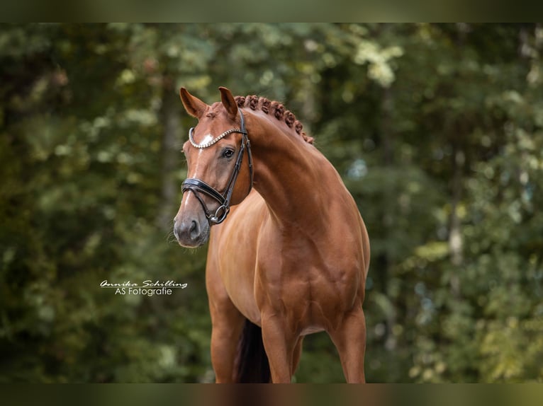 Westphalian Gelding 6 years 16.2 hh Chestnut in Wehringen