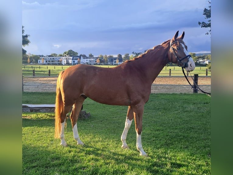 Westphalian Gelding 6 years 16.2 hh Chestnut-Red in Schwerte