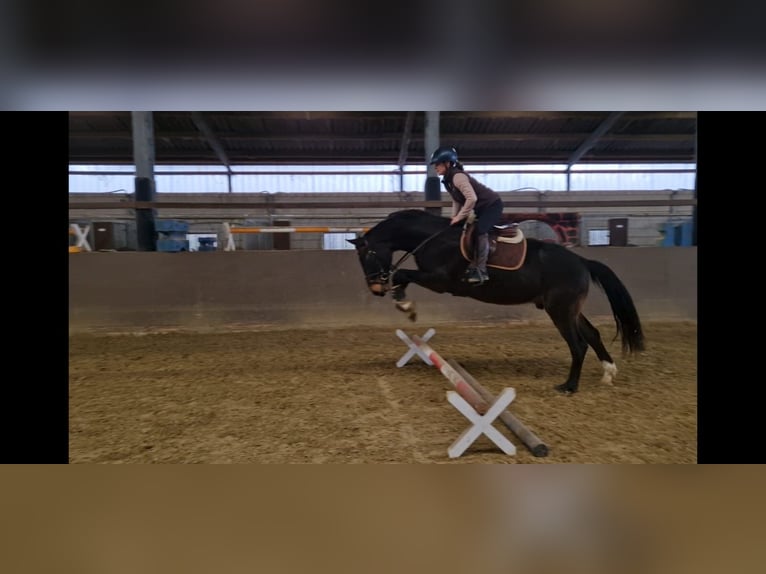 Westphalian Gelding 6 years 16,2 hh in Georgsmarienhütte