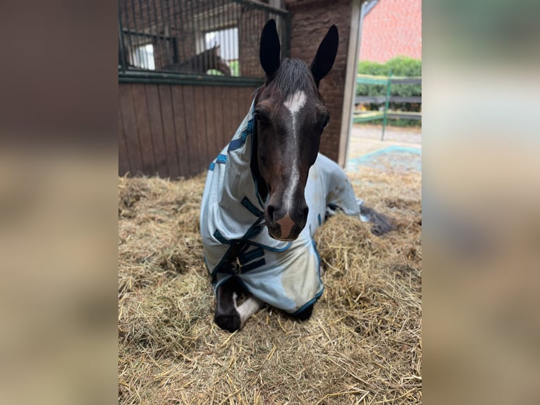 Westphalian Gelding 6 years 16.2 hh Smoky-Black in Haltern am See