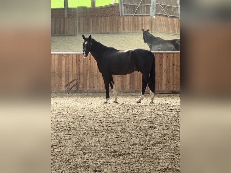Westphalian Gelding 6 years 16.2 hh Smoky-Black in Haltern am See