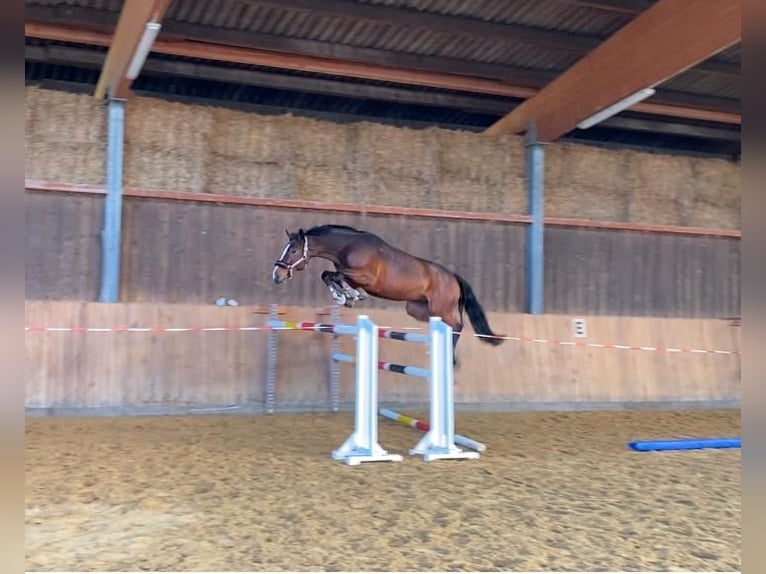 Westphalian Gelding 6 years 16,3 hh Brown in Schmallenberg