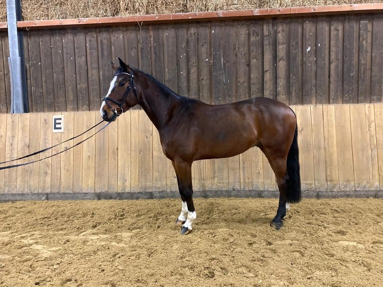 Westphalian Gelding 6 years 16,3 hh Brown in Schmallenberg