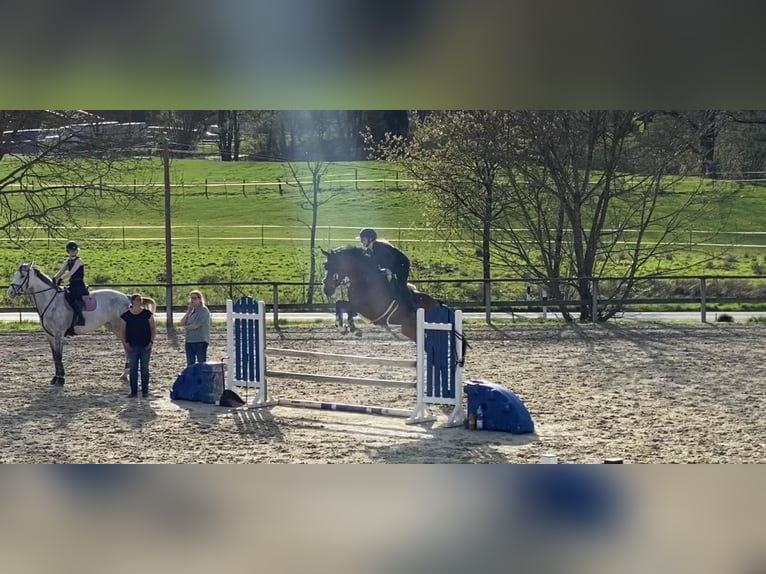 Westphalian Gelding 6 years 16,3 hh Brown in Schmallenberg