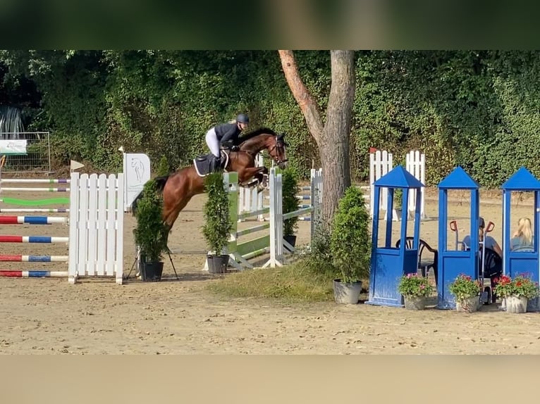 Westphalian Gelding 6 years 16,3 hh Brown in Schmallenberg