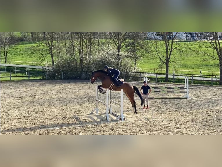 Westphalian Gelding 6 years 16,3 hh Brown in Schmallenberg