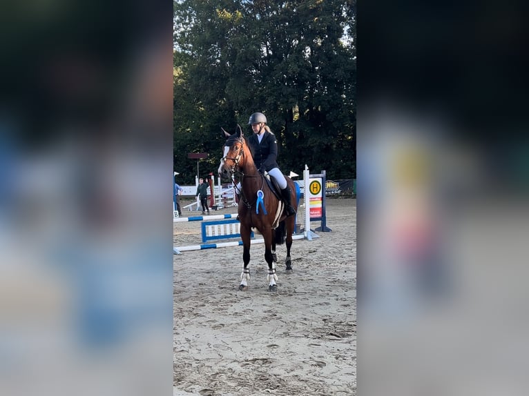 Westphalian Gelding 6 years 16,3 hh Brown in Schmallenberg