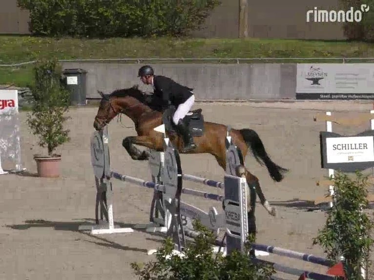 Westphalian Gelding 6 years 16.3 hh Brown in Hannover