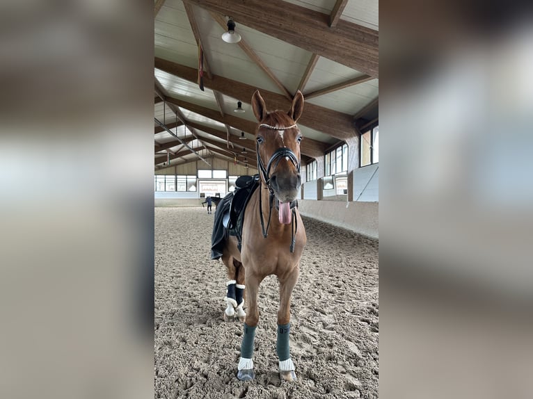 Westphalian Gelding 6 years 16,3 hh Chestnut-Red in Korschenbroich