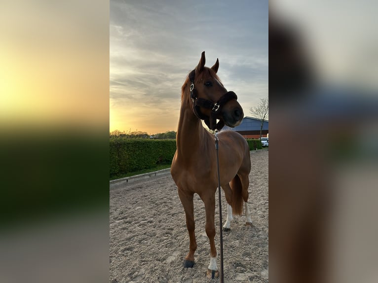 Westphalian Gelding 6 years 16,3 hh Chestnut-Red in Korschenbroich