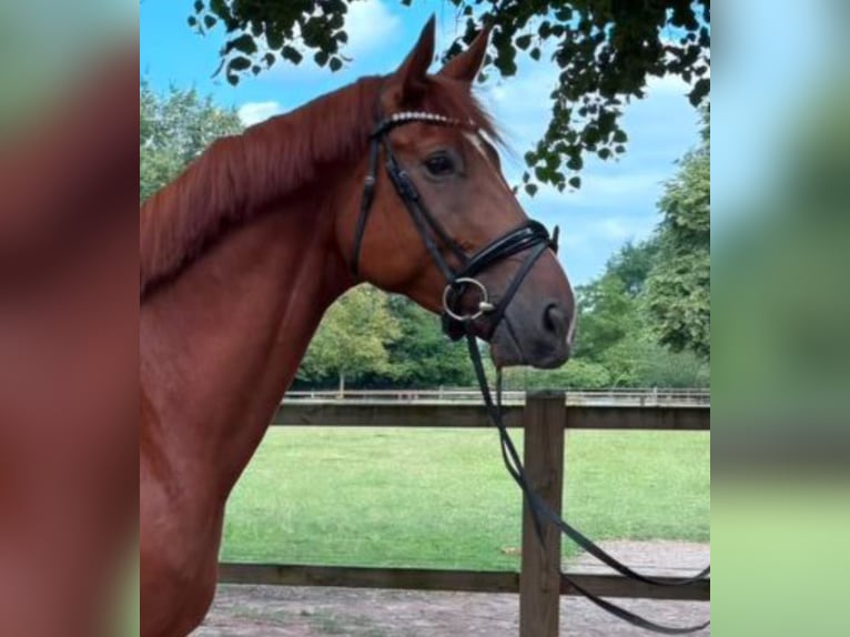 Westphalian Gelding 6 years 16.3 hh Chestnut-Red in Lüdinghausen