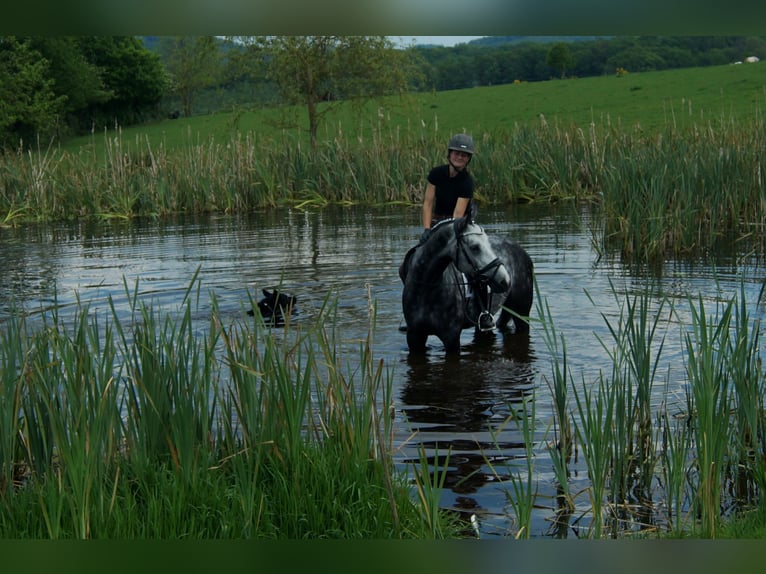 Westphalian Gelding 6 years 16,3 hh Gray in Iserlohn