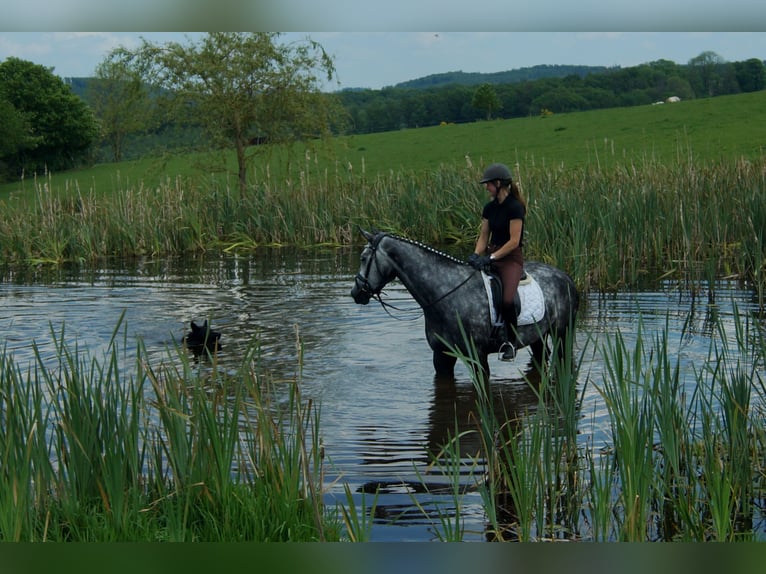 Westphalian Gelding 6 years 16,3 hh Gray in Iserlohn