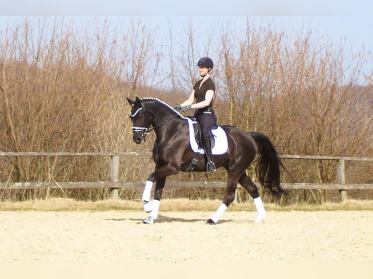 Westphalian Gelding 6 years 16 hh Black in Iserlohn