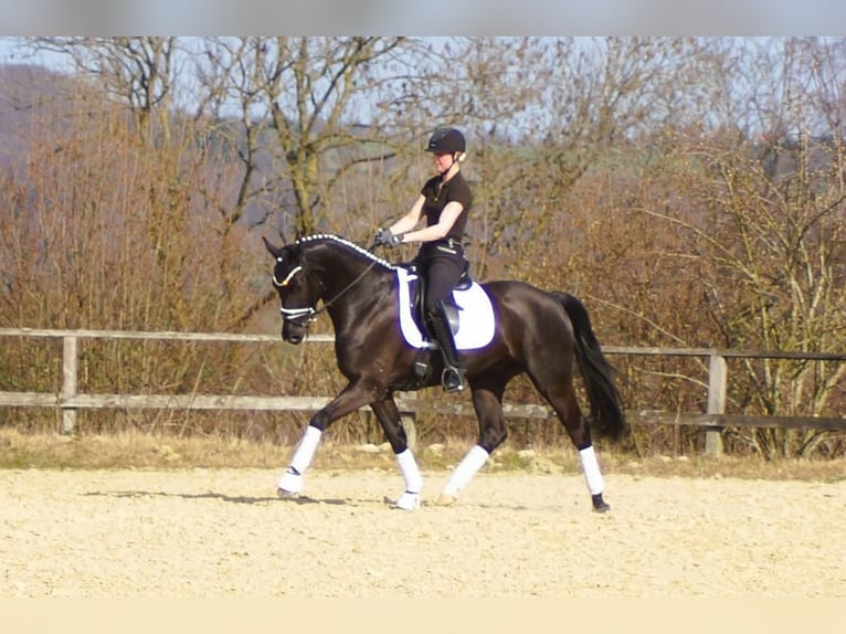 Westphalian Gelding 6 years 16 hh Black in Iserlohn